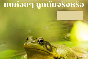 กบค่อย ๆ ถูกต้ม จริงหรือ? 2 Frogs are slowly boiling really?