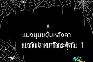 แมงมุมขยุ้มหลังคา แมวกินปลา หมากัดกระพุ้งก้น 1 3 แมงมุมขยุ้มหลังคา แมวกินปลา หมากัดกระพุ้งก้น
