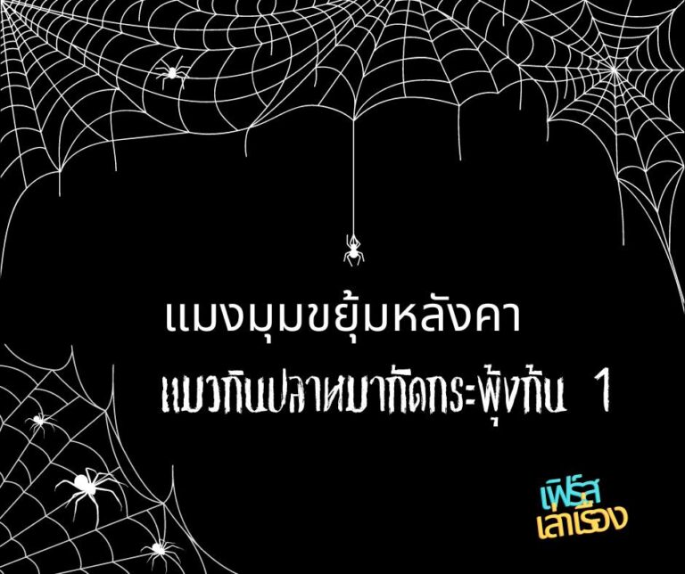 แมงมุมขยุ้มหลังคา แมวกินปลา หมากัดกระพุ้งก้น