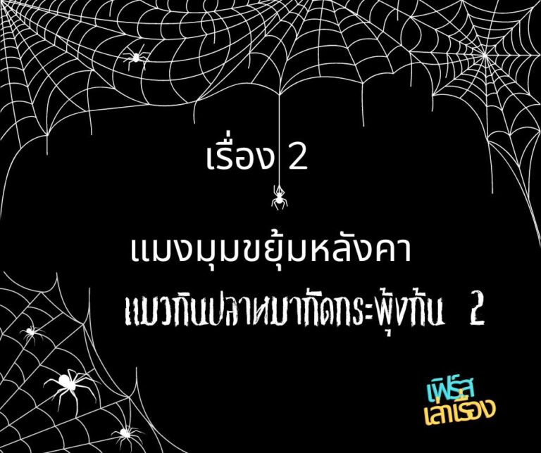 แมงมุมขยุ้มหลังคา แมวกินปลา หมากัดกระพุ้งก้น 2